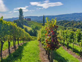 Radtour Steiermark: Weinreben auf einem Weinberg. Radtour Steiermark: Weinreben auf einem Weinberg.