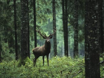 Respektvolles und sicheres Verhalten gegenüber Wildtieren – Hirsch im Wald. Respektvolles und sicheres Verhalten gegenüber Wildtieren – Hirsch im Wald.