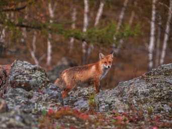 Richtiges Verhalten gegenüber Wildtieren: Fuchs im Wald. Richtiges Verhalten gegenüber Wildtieren: Fuchs im Wald.
