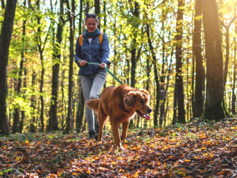 Richtiges Verhalten gegenüber Wildtieren: Wege nicht verlassen und Hunde anleinen. Richtiges Verhalten gegenüber Wildtieren: Wege nicht verlassen und Hunde anleinen.