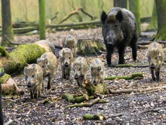 Sind Wildschweine gefährlich? – Bache mit ihren Frischlingen im Wald. Sind Wildschweine gefährlich? – Bache mit ihren Frischlingen im Wald.