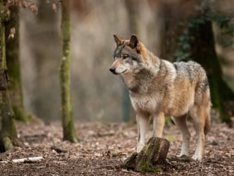 Verhalten bei Wolfsbegegnungen: Einzelner Wolf im Waldgebiet. Verhalten bei Wolfsbegegnungen: Einzelner Wolf im Waldgebiet.