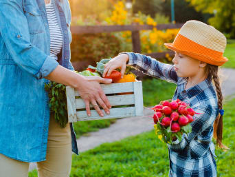 Duurzame voeding eenvoudig uitgelegd: meisje pakt zelf geteeld fruit uit een mand. Duurzame voeding eenvoudig uitgelegd: meisje pakt zelf geteeld fruit uit een mand.