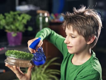 Wat hebben planten nodig om te groeien – Experiment: jongen bespuit tuinkerszaden met water. Wat hebben planten nodig om te groeien – Experiment: jongen bespuit tuinkerszaden met water.
