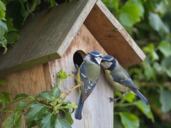 Vogelhuisje bouwen – Vogels zitten bij een vogelhuisje.