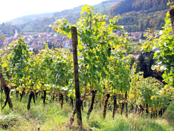 Aargau Wein: Blick auf Rebsetzlinge und ein Dorf im Hintergrund.