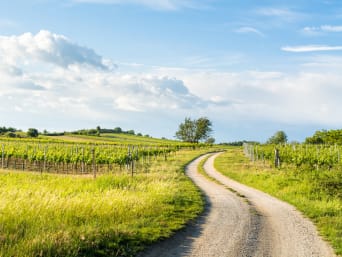Burgenland Wein: Feldweg in einem Weinbaugebiet. Burgenland Wein: Feldweg in einem Weinbaugebiet.