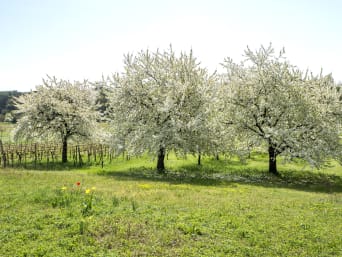Spezialitäten aus dem Burgenland: Blühende Kirschbäume auf einer Wiese zwischen Weinreben. Spezialitäten aus dem Burgenland: Blühende Kirschbäume auf einer Wiese zwischen Weinreben.
