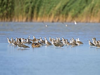 Aktivitäten Burgenland: Vögel auf dem Neusiedler See. Aktivitäten Burgenland: Vögel auf dem Neusiedler See.