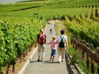 Hagelandse 101: familie wandelt door de wijngaarden.