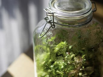 Wasserkreislauf Wald – Pflanzen in einem Glas erzeugen einen Wasserkreislauf. Wasserkreislauf Wald – Pflanzen in einem Glas erzeugen einen Wasserkreislauf.