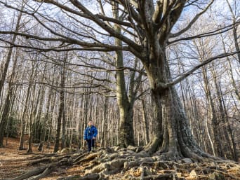 Wie hoch ist ein Baum – Kind steht neben einem grossen Baum. Wie hoch ist ein Baum – Kind steht neben einem grossen Baum.