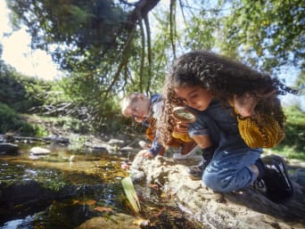 Kinderen spelen in het bos - Kinderen verkennen planten en dieren bij een beekje. Kinderen spelen in het bos - Kinderen verkennen planten en dieren bij een beekje.