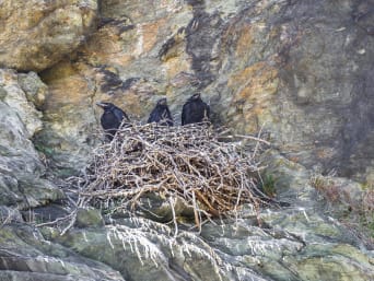 Vögel sitzen während der Brutzeit in ihrem Nest in den Felsen. Vögel sitzen während der Brutzeit in ihrem Nest in den Felsen.