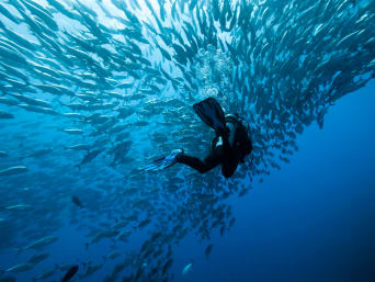 Tauchen: Ein Taucher schwimmt in einem Schwarm Fische. Tauchen: Ein Taucher schwimmt in einem Schwarm Fische.