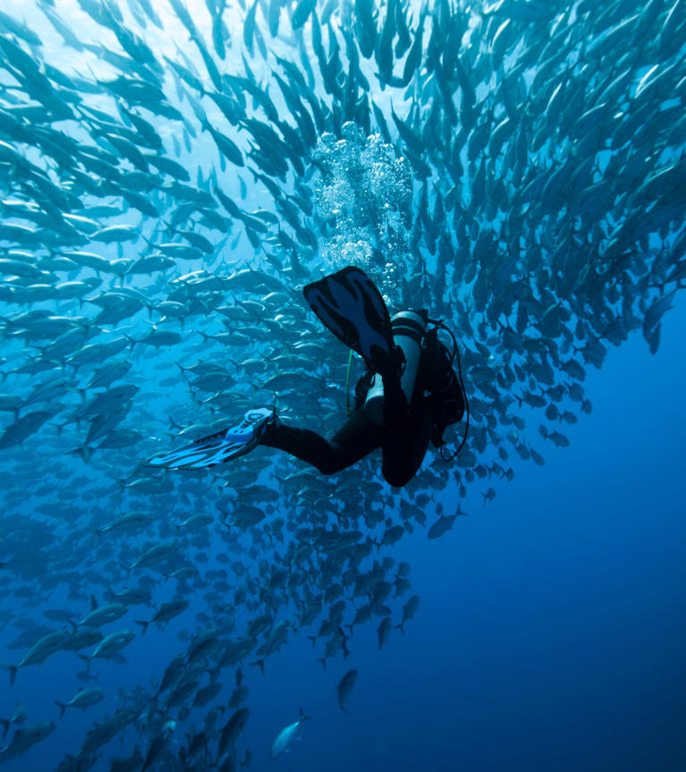 Tauchen – Taucher in einem Schwarm Fische