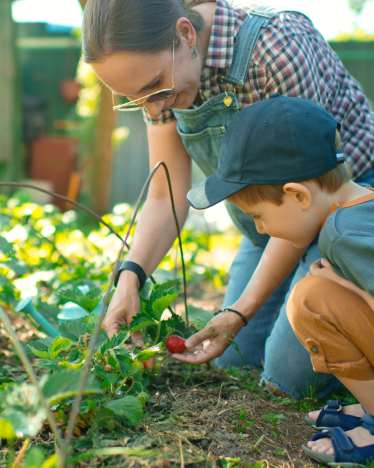 Gids bezig zijn in de tuin – Moeder en kind plukken aardbeien. Gids bezig zijn in de tuin – Moeder en kind plukken aardbeien.